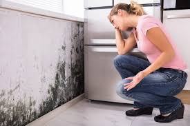 Why You Should Choose Our Mold Remediation Services in Wingate, NC